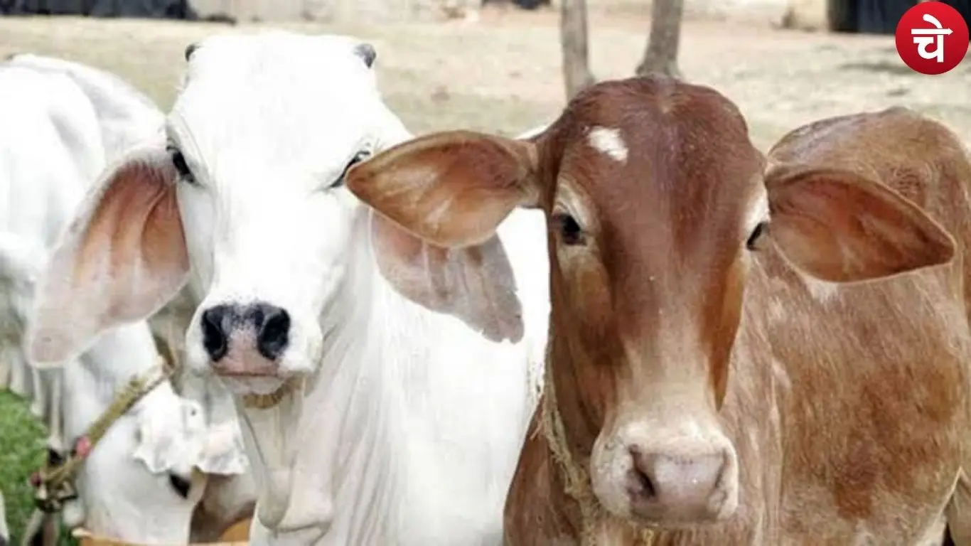 Cow slaughter case